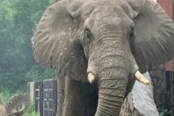 Delhi Zoo’s Gentle Giant, Shankar The African Elephant, Passes Away At 29