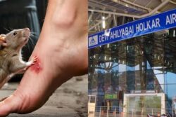 Rat Slips Into Passenger’s Pants, Bites Him Near Knee At Indore Airport