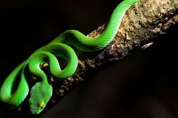 Not Every Snake Is Deadly: Truth About India’s Non-Venomous Snakes