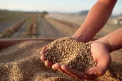 Nature’s Soldiers: How Three Friends In Telangana Are Fighting Climate Change With Seeds