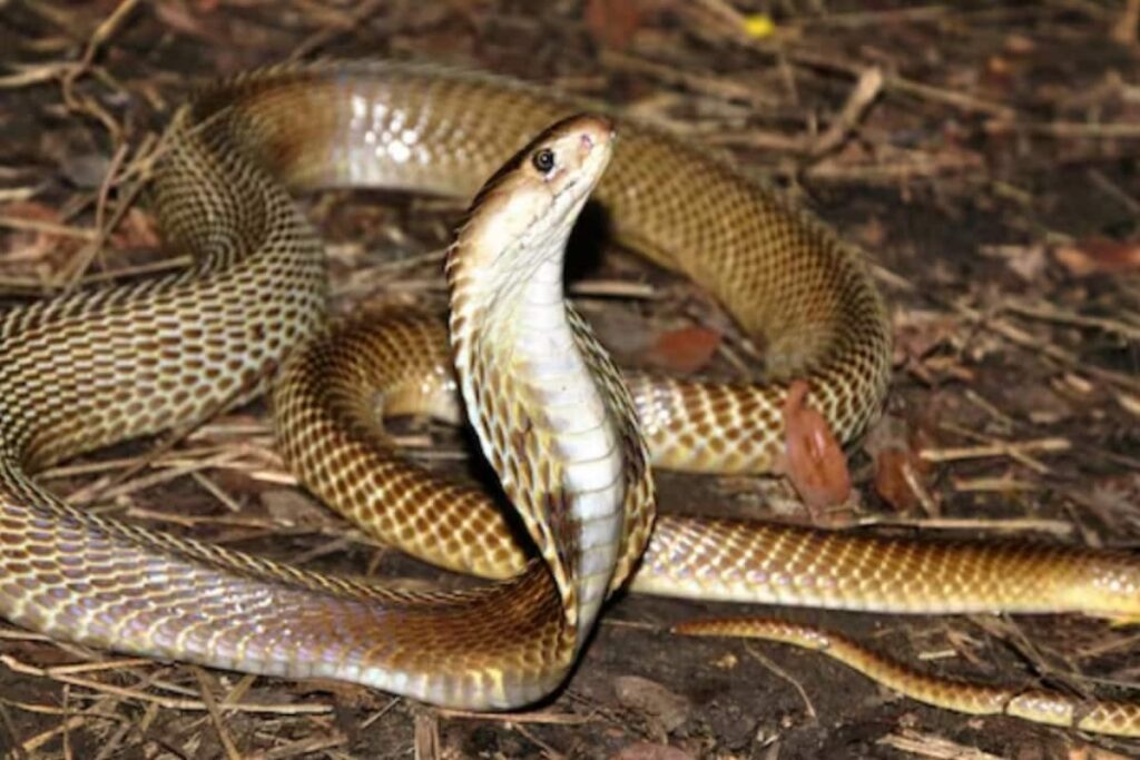 Bengaluru Techie Dies After Snake Hiding In His Crocs Bites Him