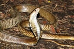 Bengaluru Techie Dies After Snake Hiding In His Crocs Bites Him