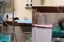 One Of Two Infants Bitten By Rats Dies Of Pneumonia At Indore Hospital; Probe Panel Set Up