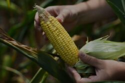 Why India Isn't Buying Corn From US, Even After Trump's Tariff Pressure | Explained