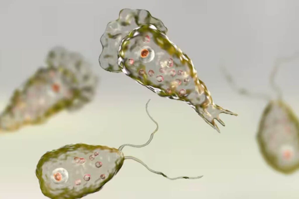 Brain-Eating Amoeba Kill 95% Globally, Kerala Has Kept Death Rate Below 30%: Top Health Official