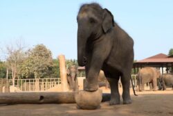 ‘Vantara’s Welfare Standards Exceed Benchmarks, Animal Imports Fully Documented’: What SIT Found