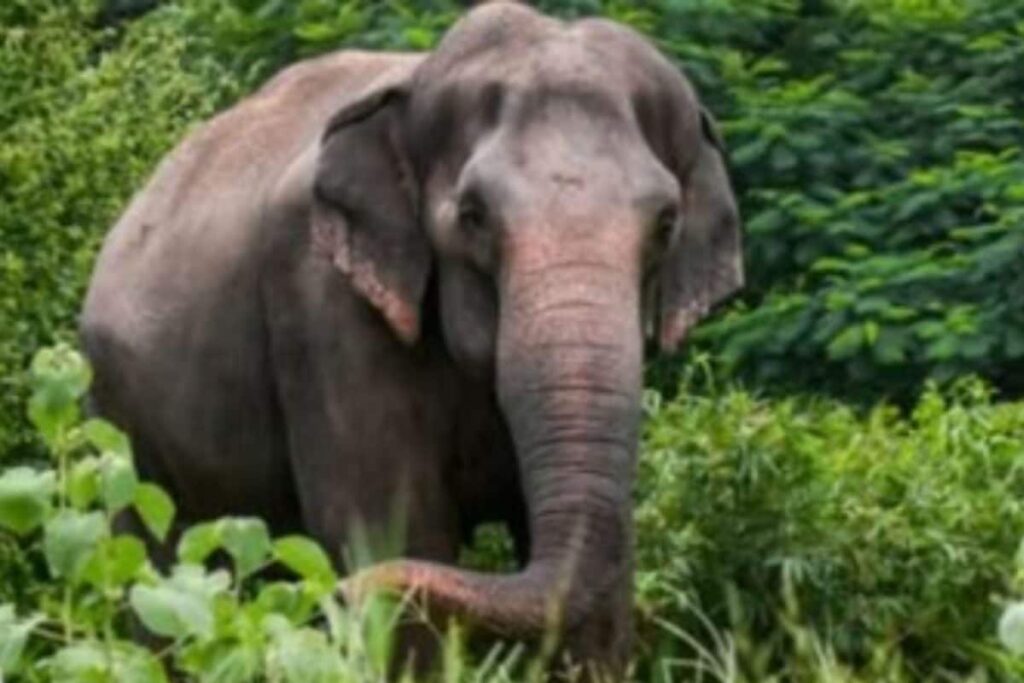 Vantara Did Not Seek Elephant Madhuri’s Acquisition, It Was Ordered By HC: SIT