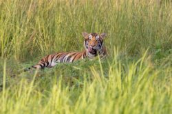 ‘Vantara’s Truth Validated’: Jamnagar Facility Calls SC’s SIT Findings ‘Relief And Blessing’