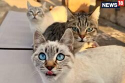 Lucknow Meows Back: Cats Now Need Rs 500 Licence To Stay Legal In City