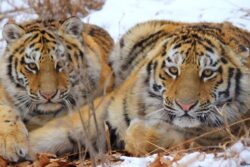 Tigers Recover After Century-Long Decline, But Still Critically Depleted: IUCN Report