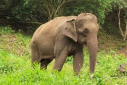 India's First DNA-Based Wild Elephant Census Indicates Big Drop In Population, But...