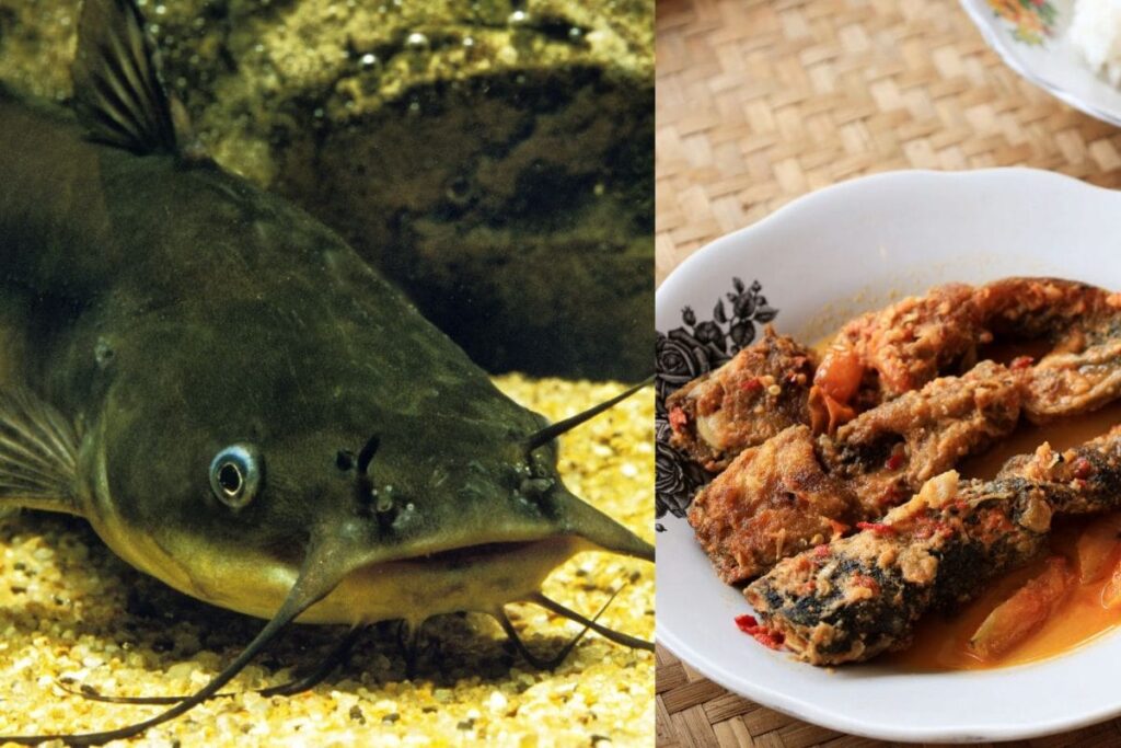 From Kitchens To Court Orders: The Double Life Of Karnataka’s Catfish