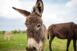 Why Donkey Milk Is In Demand In Telangana, And Why Parents Still Swear By It