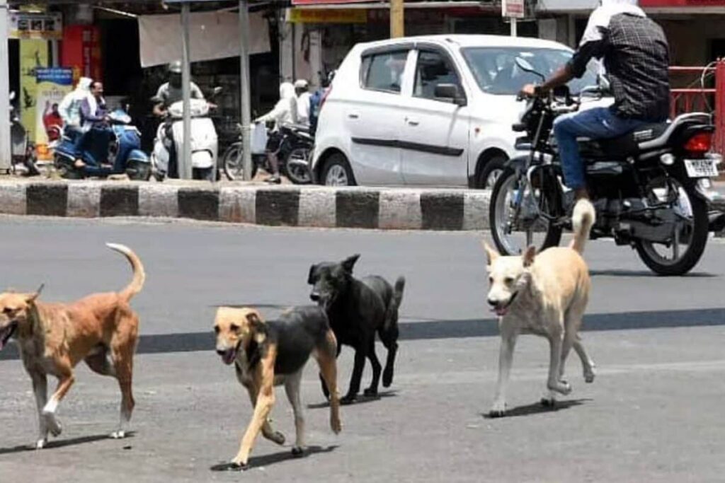 Muzzling The Chaos: Supreme Court Set For Crucial Hearing On National Stray Dog Policy This Monday