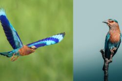 Where Did The Blue Go? Tracing The Vanishing Indian Roller Across South India