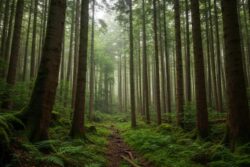 Leaf By Leaf, Climbing Global Climate Ladder: India Joins World’s Top Ten Forest Carbon Sinks