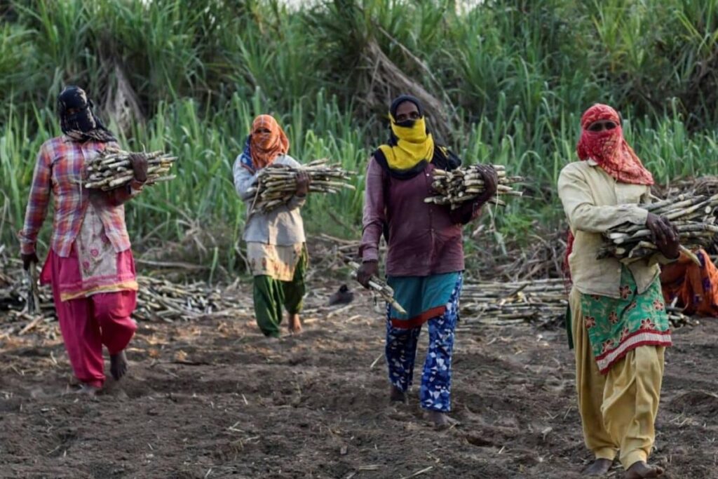 Sugar Rush Before Poll Crush? UP Govt's Price Bonanza For Cane Farmers