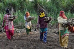 Sugar Rush Before Poll Crush? UP Govt's Price Bonanza For Cane Farmers