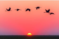 When The Birds Don’t Come Home: India’s Fading Winter Migration