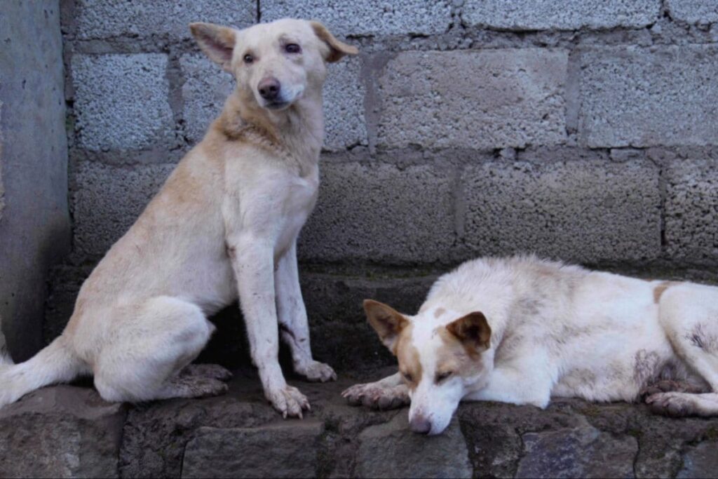 'No Respect For Orders': Top Court Urges Chief Secretaries To Appear Physically In Stray Dogs Case