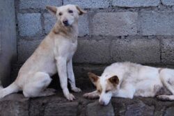 'No Respect For Orders': Top Court Urges Chief Secretaries To Appear Physically In Stray Dogs Case