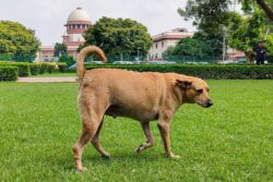 'What About Cruelty Towards Humans?' Supreme Court Says Stray Dog Menace Hit India's Image