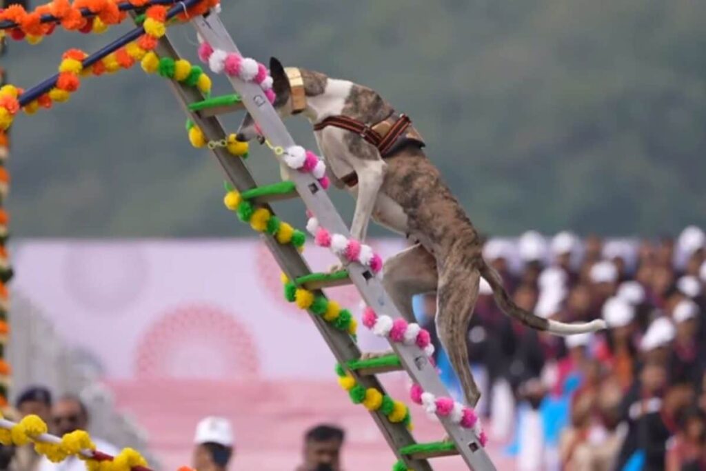 ‘Most Admired Part’: PM Modi Praises Demonstrations By Indigenous Dogs At Rashtriya Ekta Divas