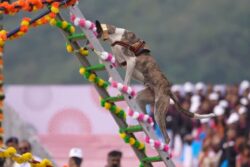 ‘Most Admired Part’: PM Modi Praises Demonstrations By Indigenous Dogs At Rashtriya Ekta Divas