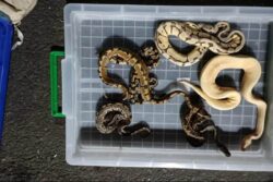 154 Exotic Animals, Including Baby Anacondas, Seized At Mumbai Airport; Thane Woman Booked