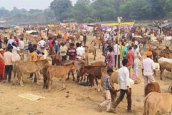 'Salman' For Rs 1.85 Lakh, 'Shah Rukh' For Rs 1.25 Lakh: Meet 'Celebrities' Of This Aurangzeb-Era Fair