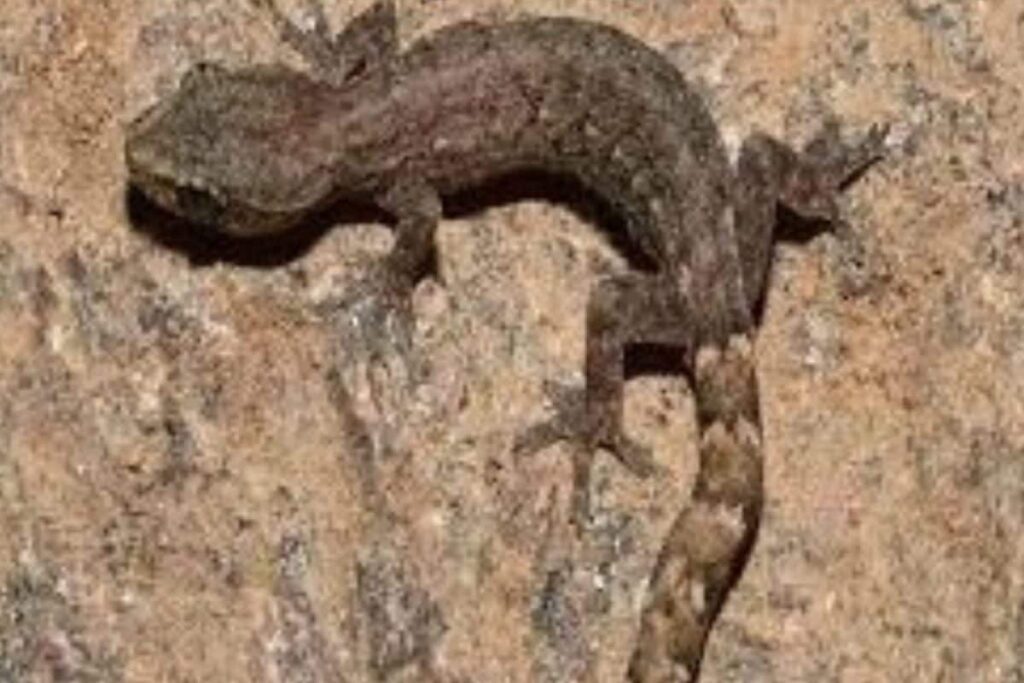 Tiny Wonder From Tirumala: New Gecko Species Named After Lord Venkateswara Discovered