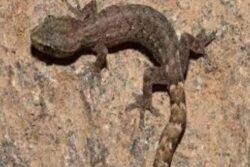 Tiny Wonder From Tirumala: New Gecko Species Named After Lord Venkateswara Discovered