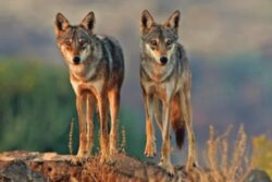Man-Animal Conflict: Scientists Hail Indian Wolf As Ancient Species, UP Villagers Fear The Predator