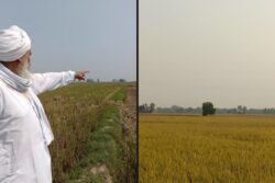 Delhi’s Air ‘Poor’ Before Stubble Fires Start: What’s The Cause, Ask Punjab Farmers | Ground Report