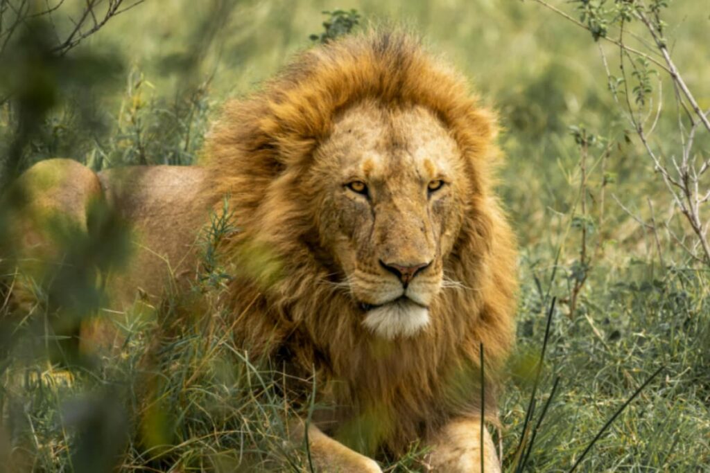 Lion Goes Missing From Tamil Nadu's Vandalur Zoo, Search Op Underway