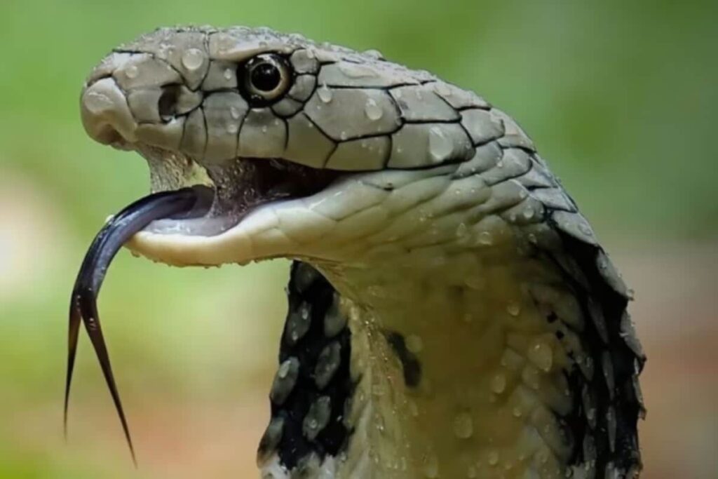 When Cobra Met Its Match: Snake Enters Home, Rocky The Dog Saves Family In Kerala