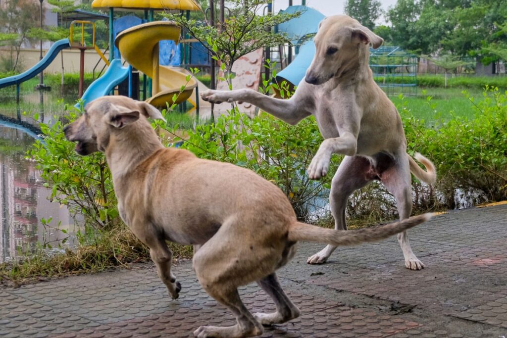 Child Suffers Serious Injuries After Stray Dogs Maul Her In Warangal | Video