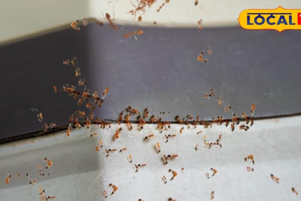 25-Year-Old Telangana Woman Dies By Suicide Over Her Fear Of Ants