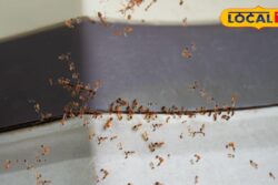 25-Year-Old Telangana Woman Dies By Suicide Over Her Fear Of Ants