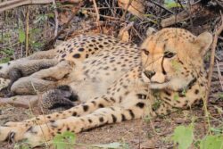 Mukhi Becomes First India-Born Cheetah To Reproduce, Gives Birth To Five Cubs At Kuno National Park