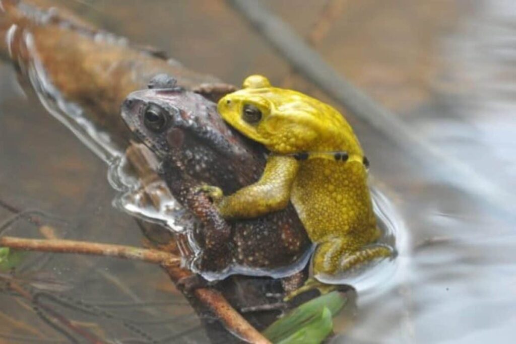 Before The Clouds Gather, Forest Glows: The Neon Secret Of Monsoon Toads