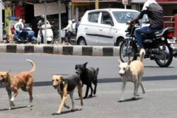 Woman Seeks Rs 20L Relief From MCD After Dog Bite, Cites Court Formula For Calculation