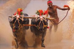 The Gritty Lives Of Kambala Buffaloes: How Karnataka Trains Its Fastest Athletes