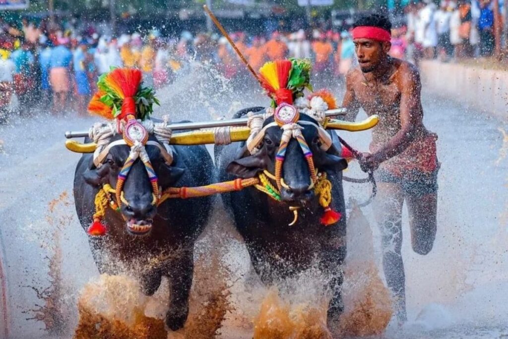 Kambala Runners: The Men Who Train By Climbing Trees And Tilling The Earth
