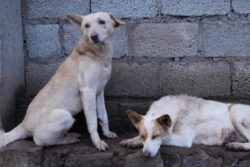 Supreme Court Orders Removal Of Stray Dogs From Bus Stands, Railway Stations; Mandates Fencing