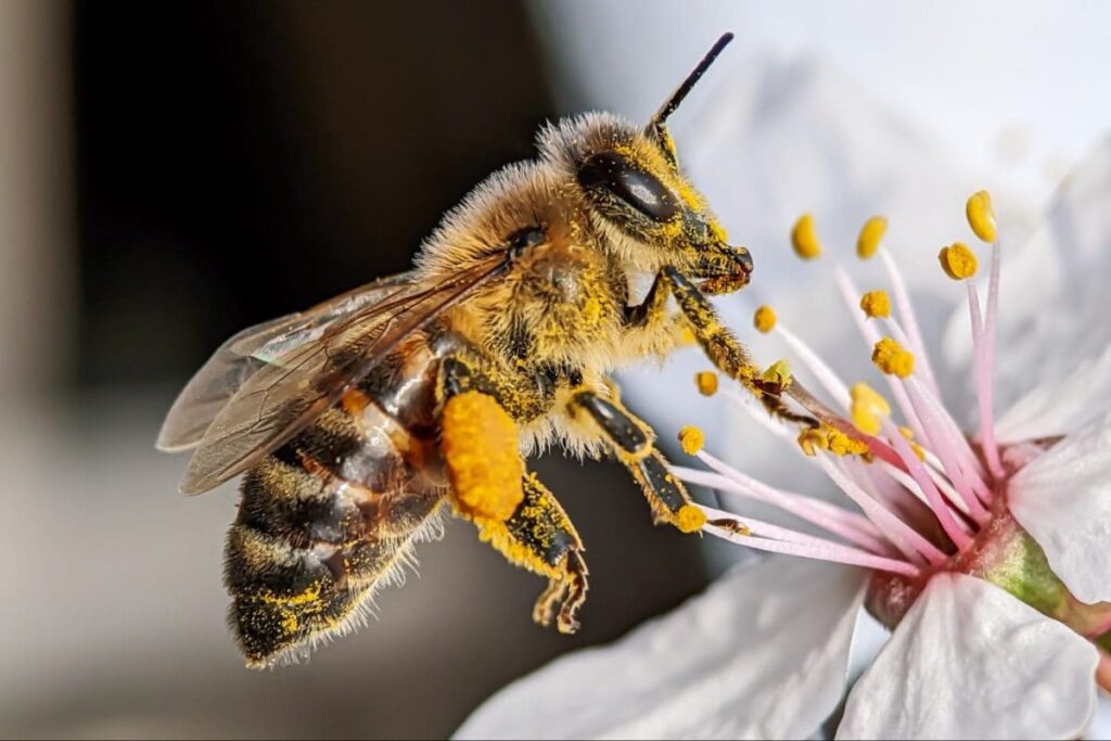 62-Year-Old Retired Cop Dies After Swarm Of Bees Attacks Him In UP