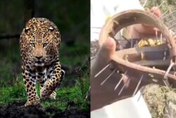 Terrified After Fatal Leopard Attacks, Pune Villagers Adopt Nail-Collars For Safety