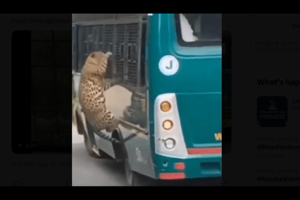 Leopard Claws Chennai Woman Through Safari Bus Window At Bannerghatta National Park | Watch