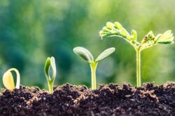 India’s Tired Soil: The Hidden Hunger Beneath Our Food Plate