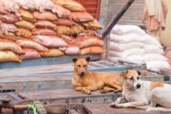 Karnataka Offers Compensation For Street Dog Attack Victims: Know How To Get It